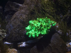 Glowing corals are cultivated in the Primorsky Aquarium.